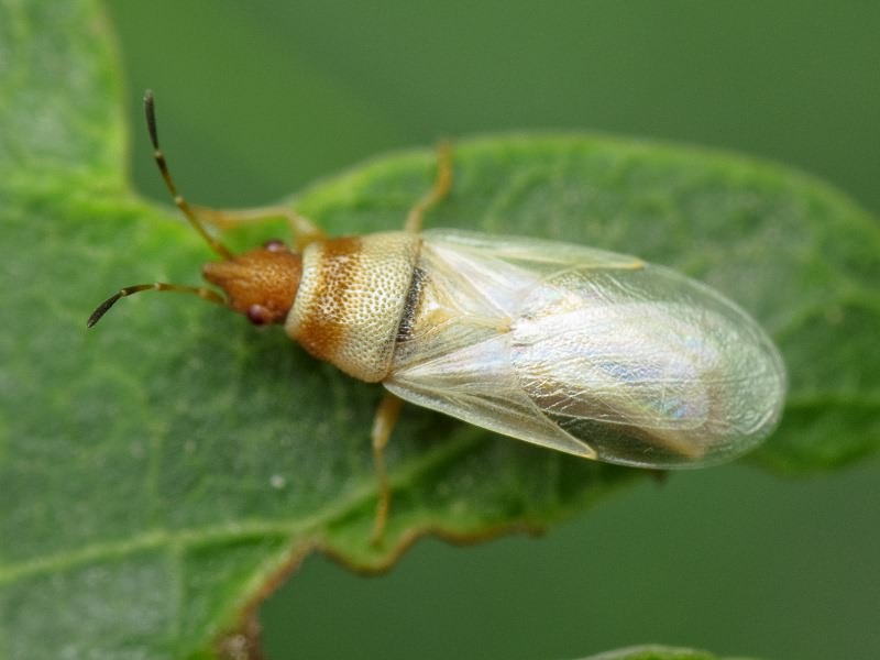 Oxycarenus (Euoxycarenus) pallens (Herrich-Schäffer, 1850)